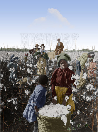 I10065 - Picking cotton in Mississippi