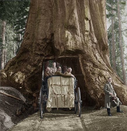 1s02044 - President Roosevelt amid "Nature's Wonders" - driving through Wawona, Big Trees of California